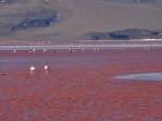 Flamingos se alimentam nas águas vermelhas da Laguna Colorada, no sudoeste da Bolívia
